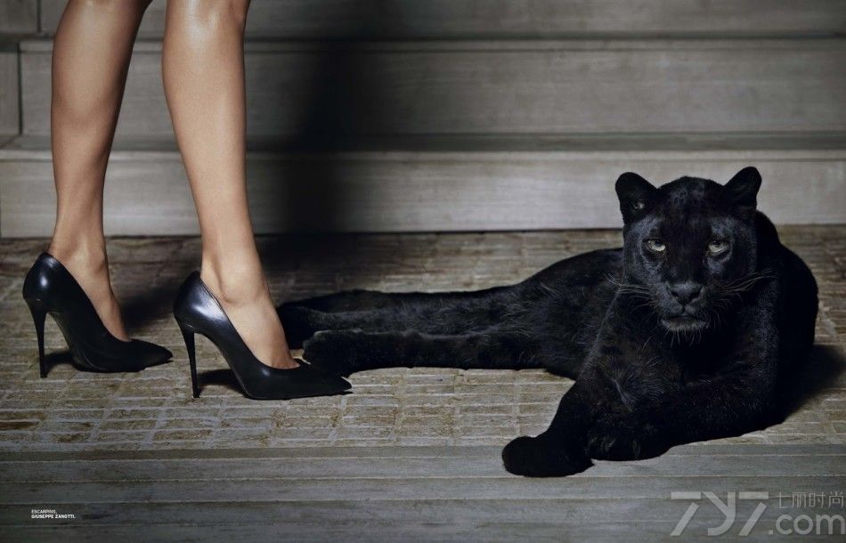性感超模全裸与豹共舞，玲珑身姿张扬野性不羁，全身通黑与豹共处丝毫不见胆怯。性感超模性感写真，与豹共舞张扬不羁姿态。